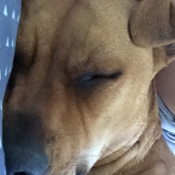 Meet your Posher, Samantha - Picture 1 of 1